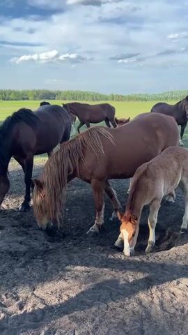 The video shows a herd of horses grazing in a muddy paddock next to a field of green grass. There are at least six horses, mostly brown and tan. One is a foal. The horses are concentrated in an area of bare dirt. To one side of the dirt area is a green field with trees in the distance. A partially cloudy blue sky is overhead. The camera moves around the paddock. Someone speaks in Russian.
