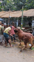 Men use ropes to control bull in Dhaka