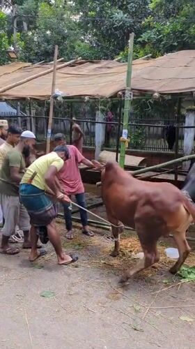 Men use ropes to control bull in Dhaka