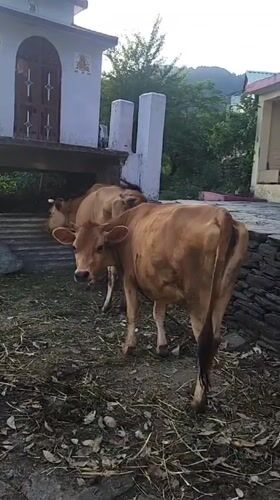 Quiet rural moments documented in Haini, India village