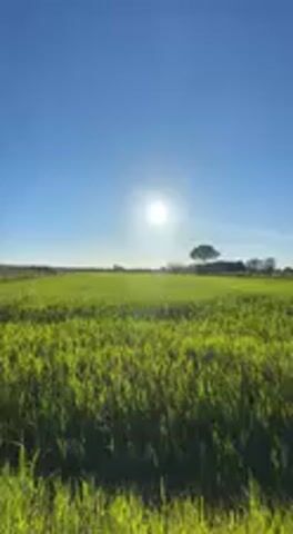 The video displays a wide, static shot of a verdant agricultural field under a clear, bright blue sky. The field, likely composed of young crops or grass, stretches across the foreground and midground, appearing lush green. The sun, a brilliant white orb, is positioned high in the sky, casting a strong glare and producing sun rays that are subtly visible. On the distant horizon line, a lone, prominent tree stands out against the sky, possibly accompanied by other smaller trees or distant structures that are less distinct. The scene suggests a rural setting, specifically in Cutrofiano, Italy, as provided by the context. The time of day appears to be midday due to the sun's high position and intense brightness. The weather is perfectly clear and sunny, evoking a sense of calm and natural serenity. No people or visible text are present in the shot. The foliage in the foreground exhibits a slight, gentle sway, indicating the presence of a light breeze.
