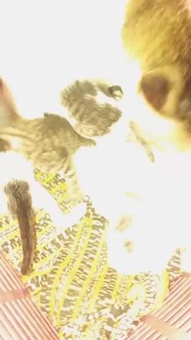 The video shows a cat nursing its kittens inside a pink plastic basket. The cat is primarily grey and white. The kittens are an assortment of colors, including black and white, and tabby. The cat licks the kittens, and the kittens are actively feeding. A woven mat lines the bottom of the basket. The cat meows softly.