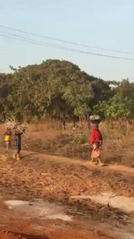 The video shows several people carrying items across a field. A woman in a red top and patterned skirt carries a basket on her head, walking from right to left.  Three children walk in the same direction. One carries a bundle of sticks on their head, another carries a yellow container, and another walks without visible items. The ground is brown and appears dry, with some clumps of vegetation.  Trees and shrubs are visible in the background under a clear sky. Power lines are strung overhead.