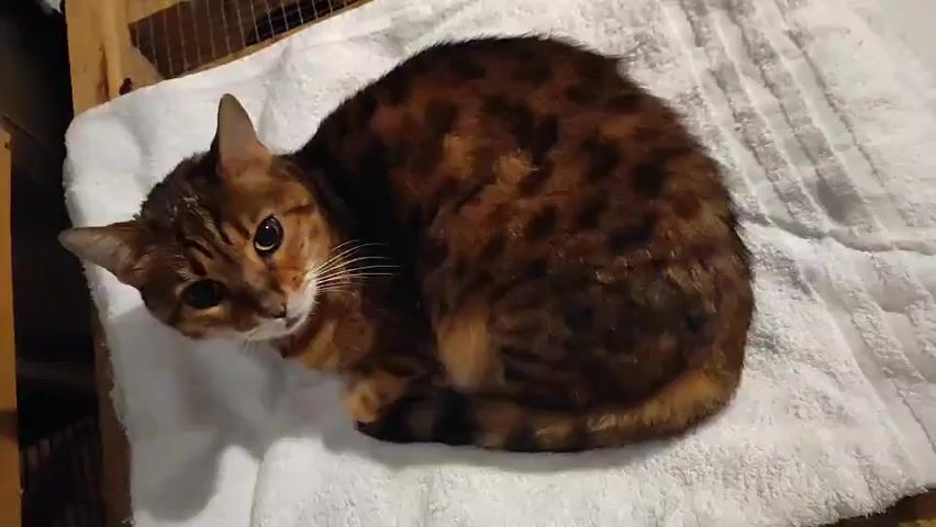 A Bengal cat is curled up on a white towel. It is facing left and looking directly at the camera. The cat has brown and black spots and stripes. A wooden structure with wire mesh is visible in the background. Music is playing.