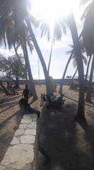 Busy beach day draws crowds to Juan Griego waterfront
