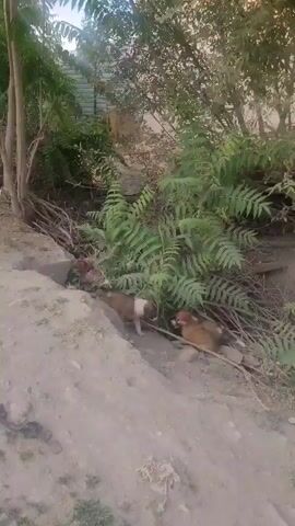 Two small puppies are in a ditch surrounded by foliage and dirt. One puppy, mostly brown and white, is walking uphill away from the other. The second puppy, mostly brown, is lying down in the ditch. The ground is dry and dusty. The video pans slightly to the left.