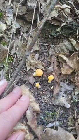 A human hand with pale skin and short fingernails gently touches small, bright yellow mushrooms growing in a forest floor environment. The mushrooms are clustered together amidst dried brown leaves, twigs, and dark soil. Some mushrooms appear to have slightly flattened or funnel-shaped caps, while others are more rounded. The hand moves to interact with the mushrooms, subtly adjusting one and then touching another. The lighting suggests an outdoor setting, likely during the daytime, with natural light filtering through.