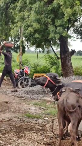 A video captures a rural scene with two water buffalo, an adult and a calf, standing near a pile of gravel. The adult buffalo, adorned with an orange halter, lies down with its head resting on the gravel. The calf, also wearing an orange halter, stands beside the adult, facing away from the camera. In the background, a red motorcycle is parked near a tree. The environment appears to be a farm or rural area, with greenery and a cloudy sky. The video shows the buffalo standing and interacting in a natural setting.
