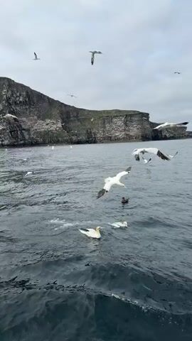The video shows a body of water with a rocky cliff face in the background. Numerous birds are seen flying in the air and swimming on the surface of the water. Some of the birds appear to be diving into the water. The water is choppy, and the sky is overcast.