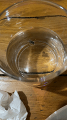 Fly trapped in water glass observed in Pokhara