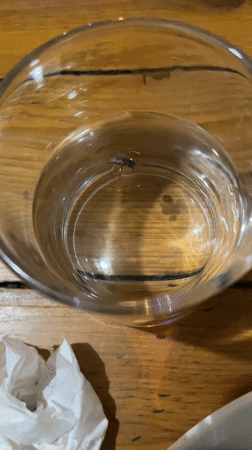 Fly trapped in water glass observed in Pokhara