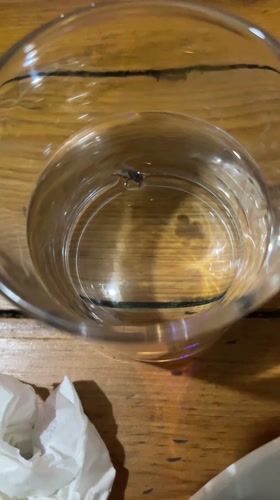 Fly trapped in water glass observed in Pokhara