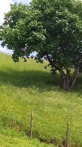 A video captures a slow pan across a lush green hillside under a bright blue sky with scattered white clouds. A large tree with dense green foliage stands prominently on the right side of the frame. The hillside is covered in tall, swaying grass, with a hint of white wildflowers interspersed. In the foreground, two rustic wooden fence posts are visible, one on the left and one on the right, with a loosely constructed wooden gate between them. The camera movement is smooth and deliberate, giving a sense of peaceful observation of the natural landscape.