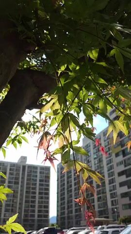 The video shows a close-up view of green and red maple leaves in the foreground, with sunlight filtering through them. In the background, two tall apartment buildings are visible, along with a parking lot filled with cars. The sky is blue with a few scattered clouds. The camera pans slightly to the right.