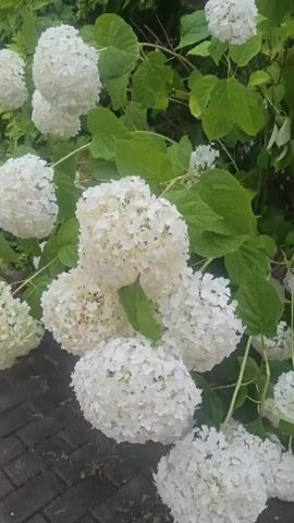 This video showcases a cluster of white hydrangeas in Paju-si, South Korea. The scene is outdoors, with lush green leaves forming a backdrop for the voluminous white blooms. The hydrangeas are spherical in shape, composed of numerous small, delicate petals. Some of the flower heads are fully open and perfectly round, while others are still developing or showing signs of age with a slight discoloration. The ground beneath the plants appears to be a pathway made of dark, interlocking paving stones, suggesting a garden or park setting.

The lighting suggests it is daytime, with soft illumination indicating it might be overcast or the sun is not directly overhead. There is no discernible activity taking place other than the gentle sway of the flowers and leaves, possibly due to a light breeze. The overall impression is one of natural beauty and tranquility. The focus is solely on the flora, with no people or animals visible. The video is short and provides a close-up view of the hydrangeas, allowing the viewer to appreciate their texture and form. No text is visible within the video frame.