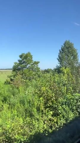 The video pans across a bright, sunny outdoor scene dominated by lush green foliage and a clear blue sky. In the foreground, various trees and tall grass bushes are visible, with dense green leaves and stems. The camera moves from left to right, revealing more of the landscape. In the middle ground, a field of vibrant green grass stretches out, dotted with more trees. The background shows a faint line of trees or land, possibly suggesting a distant horizon or the edge of the field. The overall impression is of a natural, rural environment bathed in daylight.