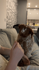 Dog spends afternoon with owner in Sofia apartment