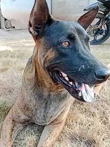 A close-up video shows a brindle dog lying down outdoors. The dog’s head is turned to the side, and its eyes are blinking. Its mouth is open, and its tongue is visible. The dog’s fur is a mix of brown and black stripes. The background is blurred, but it appears to be a grassy area with some buildings and a motorcycle in the distance. The video is short and appears to be taken on a sunny day.