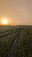 Dawn light illuminates crop field with tire tracks in Bulgaria