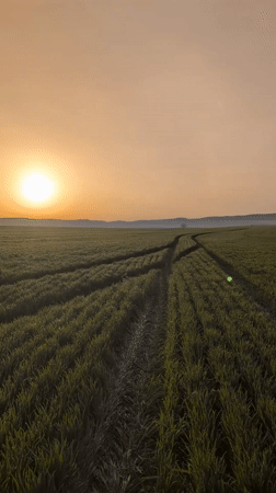 Dawn light illuminates crop field with tire tracks in Bulgaria