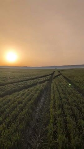 The video shows a field of young green crops at sunrise or sunset. The sun is low on the horizon, casting a warm glow over the landscape. Tire tracks run through the field, creating lines in the crops. In the distance, there are low hills or mountains. The sky is a pale orange color. The camera is static.