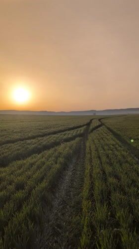 Dawn light illuminates crop field with tire tracks in Bulgaria
