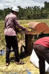 Rice harvest underway in rural Indonesian village fields