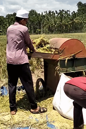 Rice harvest underway in rural Indonesian village fields