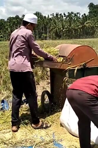 Rice harvest underway in rural Indonesian village fields