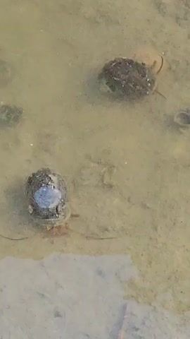 Two snails are submerged in murky water. The snail in the foreground has a dark, textured shell with a visible blueish-gray area on its surface. Its body, which appears to be a tan color, is partially extended from the shell. Several thin, reddish-brown appendages are visible below the shell, likely part of its foot and tentacles. The snail in the background also has a dark, textured shell and is positioned further away in the water. The water is shallow and appears to have a sandy or silty bottom, with some debris and organic matter visible.