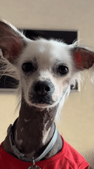 Dressed Chinese Crested dog recorded in casual home scenes