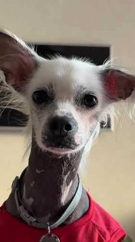 Dressed Chinese Crested dog recorded in casual home scenes