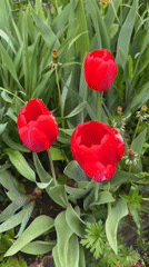 Red tulips bloom in garden with morning dew