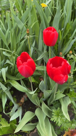 Red tulips bloom in garden with morning dew
