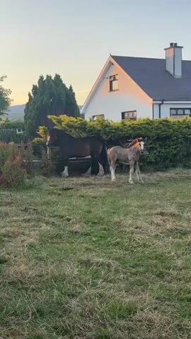 Two horses, one adult and one foal, are standing in a grassy yard in front of a white house with a dark roof and a chimney. A dense green hedge is behind the horses and the house. The sun is setting, casting a warm glow on the side of the house. The ground in the foreground is covered in dry, matted grass. To the left, there are some red flowers and a wooden fence. A tall evergreen tree stands to the left of the house. The sky is a pale blue with hints of orange. The video is static, with no movement detected.