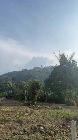 The video pans across a landscape with rolling hills covered in dense green vegetation under a bright, cloudy sky. In the foreground, there are patches of dry grass and dirt, with a few low-lying plants. Two white posts, possibly markers or fence supports, are visible. Further back, a variety of trees and foliage are prominent, including some tall, slender trees with palm-like fronds and a large, bushy tree. In the distance, the hills are shrouded in a light mist or haze, creating a soft, atmospheric effect. The sun appears to be shining, casting a gentle light on the scene. There are no people or animals visible in the video.