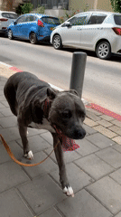 Dog walking scenes captured across Tel Aviv neighborhoods