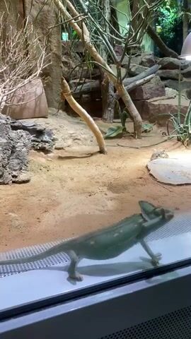 A green chameleon is seen through glass in its habitat. The chameleon is walking along a white textured surface. The habitat consists of sand, rocks, and branches. A light is visible in the upper right corner of the frame. The chameleon's body is elongated and it has a long tail. The chameleon's head is turned to the right, and its eye is visible. The chameleon's skin has a pattern of darker green spots.
