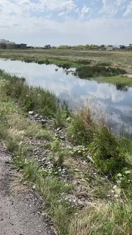 The video shows a natural scene with a body of water in the foreground, likely a pond or slow-moving stream. Tall grass and reeds grow along the water's edge. The water is dark and reflects the sky and clouds. In the middle ground, there is a patch of dry land with some vegetation. In the background, there are some buildings, including houses with red roofs, and a tall, slender tower, possibly a telecommunications tower. A flock of birds, likely geese, are gathered on the dry land. The sky is blue with scattered white clouds, indicating a daytime setting. The overall environment appears to be rural or semi-rural.
