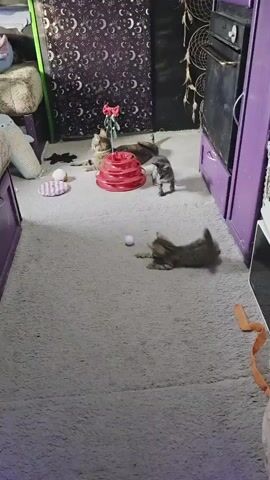 A kitten walks across a gray carpet in a room. Behind the kitten, a red toy with three tiers sits on the carpet. To the left of the toy is a gray and white kitten. To the right of the toy, a tan and black kitten lies down. Behind the tan and black kitten, a gray tabby cat lies down. In the background, a black wall with white crescent moons is visible. To the left of the wall, a green vertical object is seen. A purple cabinet is to the right of the wall. A bed frame with purple drawers is to the left of the scene. A white stuffed animal is on the bed.