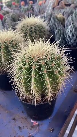 This video shows a close-up view of three potted barrel cacti in the foreground, with a variety of other potted succulents and cacti visible in the blurred background. The cacti are green and spherical, with sharp, pale yellow spines radiating outwards. They are in black plastic pots. The surface they are resting on appears to be a blue-grey, possibly a table or shelf, with some dirt and debris scattered on it. The lighting suggests it is daytime, possibly outdoors or in a greenhouse. There are no people or actions depicted in the video, focusing solely on the plants.