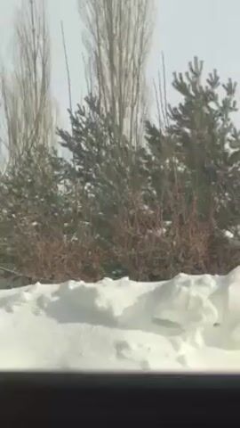 The video shows a snow-covered landscape. In the foreground, there's a pile of snow. Behind the snow, there are bushes and bare trees. The sky is overcast.  A person is heard speaking in the background.