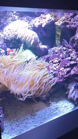 The video shows a close-up view of a vibrant coral reef aquarium. In the foreground, a large, pale yellow sea anemone with long, flowing tentacles dominates the scene. A clownfish, identifiable by its bright orange and white stripes, is nestled among the anemone's tentacles. In the background, various coral formations and rock structures create a complex underwater landscape, with hues of purple and white visible. The lighting appears to be artificial, likely from aquarium lights, casting a blue-toned glow on the scene. The substrate at the bottom of the tank is sandy. The video pans slightly to the right, offering a view of the colorful reef environment.