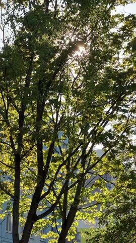 A static shot looks up through a tree with green leaves on a sunny day. The sun shines brightly through the branches. A pale blue building with windows is visible in the background.