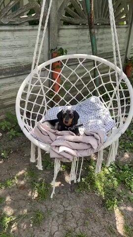 A black and tan Dachshund dog with a black collar is lying on a cushioned hanging chair outdoors. The chair is made of white macrame rope and has tassels hanging from the bottom. The dog is nestled among some soft blankets. The background shows a fence and some greenery. The dog appears to be looking to its right.