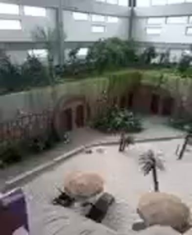 The video shows an indoor enclosure designed to resemble a desert or arid environment. The enclosure features a sandy floor, scattered rocks, and artificial palm trees. In the background, there is a tiered structure covered in dense green foliage, with several archways or openings leading into darker recesses. The overall impression is of a habitat designed for reptiles or other desert-dwelling animals. The lighting suggests an artificial environment, possibly a zoo or a wildlife park.