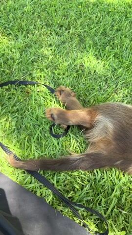 The video shows a close-up view of a brown and white dog lying on its back in green grass. The dog is wearing a blue collar. A black leash is visible, as is a yellow collapsible bowl. The dog's legs are extended, and its paws are visible. The scene is outdoors, in daylight.