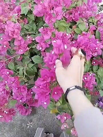 A person's hand, adorned with a ring and bracelet, reaches into a cluster of vibrant pink bougainvillea flowers. The background shows more of the plant and a hint of the ground below.