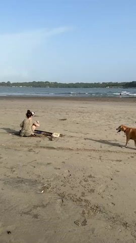 A person is sitting on the sand at the beach. A dog is walking towards the person. The person is wearing a dress. The dog is a medium-sized, light brown color. The beach is sandy, and the ocean is in the background. The sky is clear and blue.