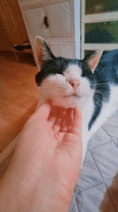 Early morning hunger pangs and cat companionship in South Korea